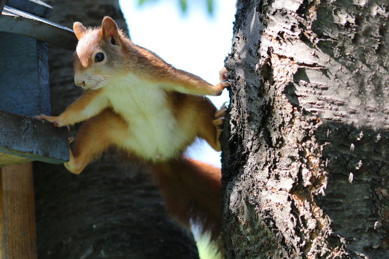 squirrel, rodent, climbing-7074980.jpg